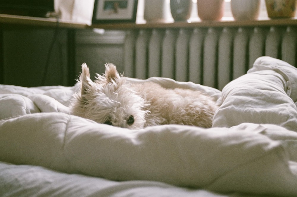white dog on bed