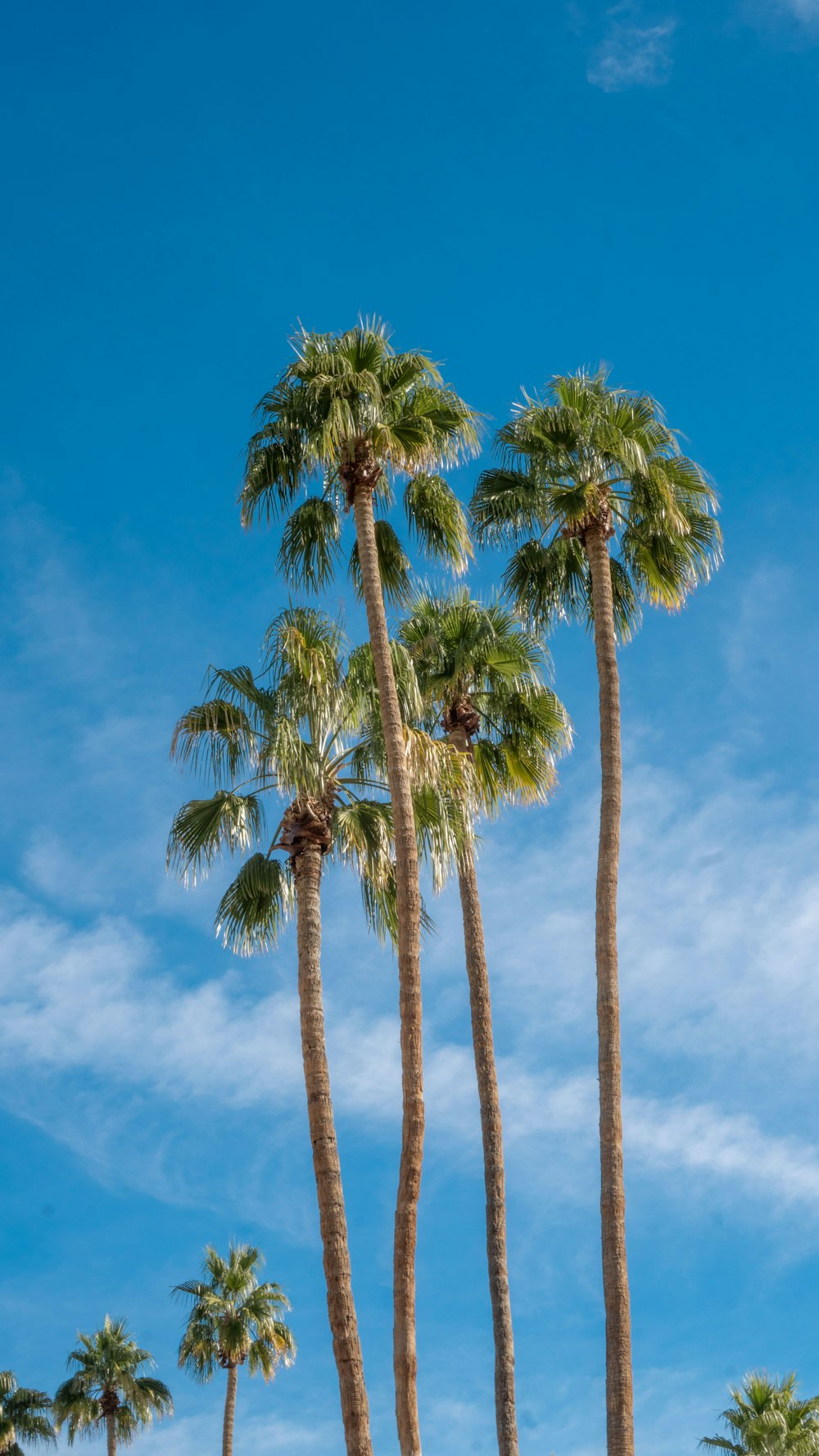 fan palm trees