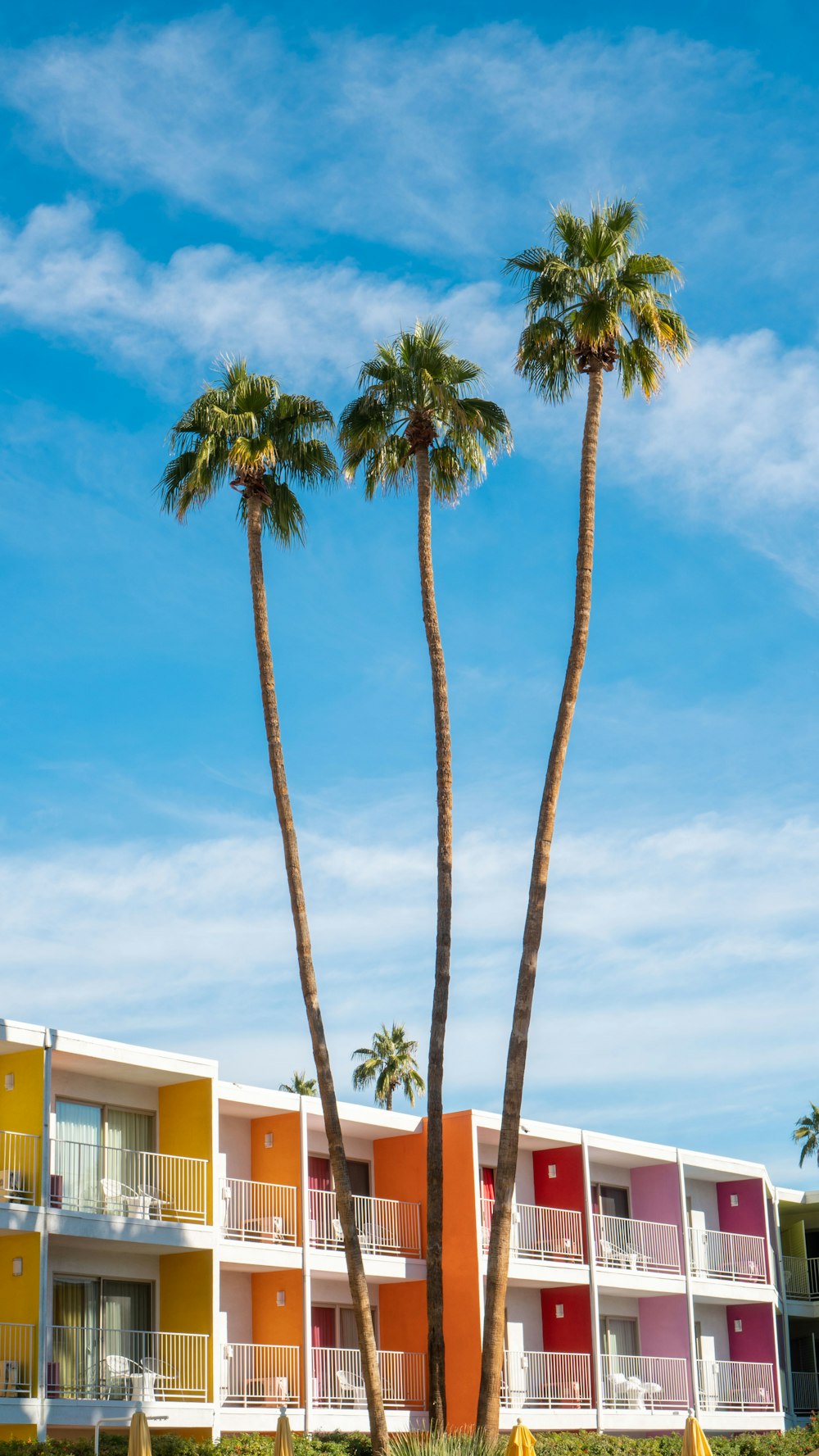 three coconut trees near multicolored concrete building