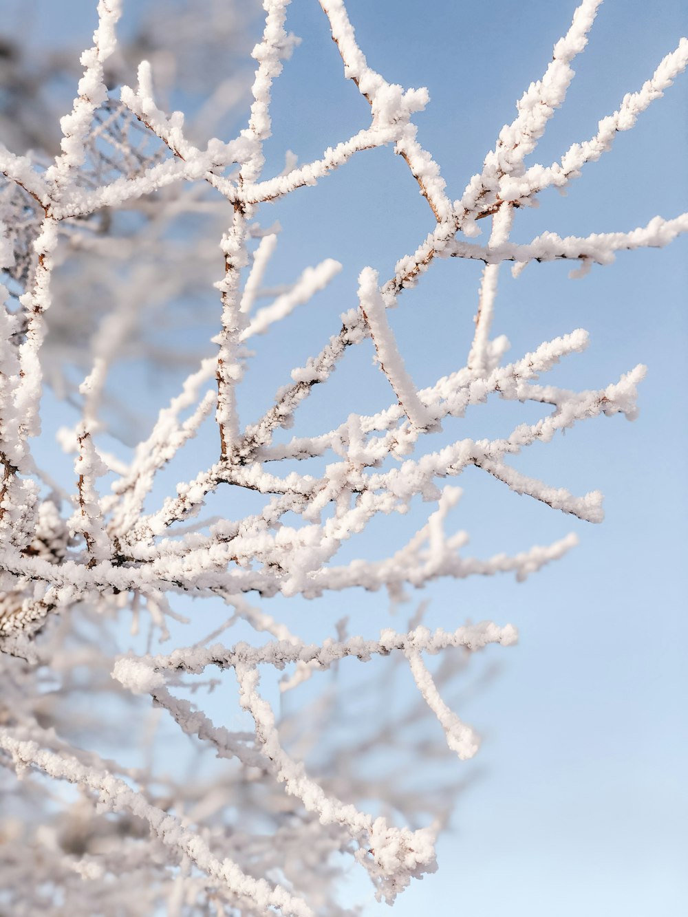 tree with snow photograph