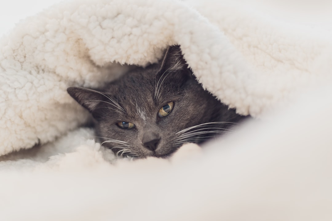 Russian blue covered by white blanket
