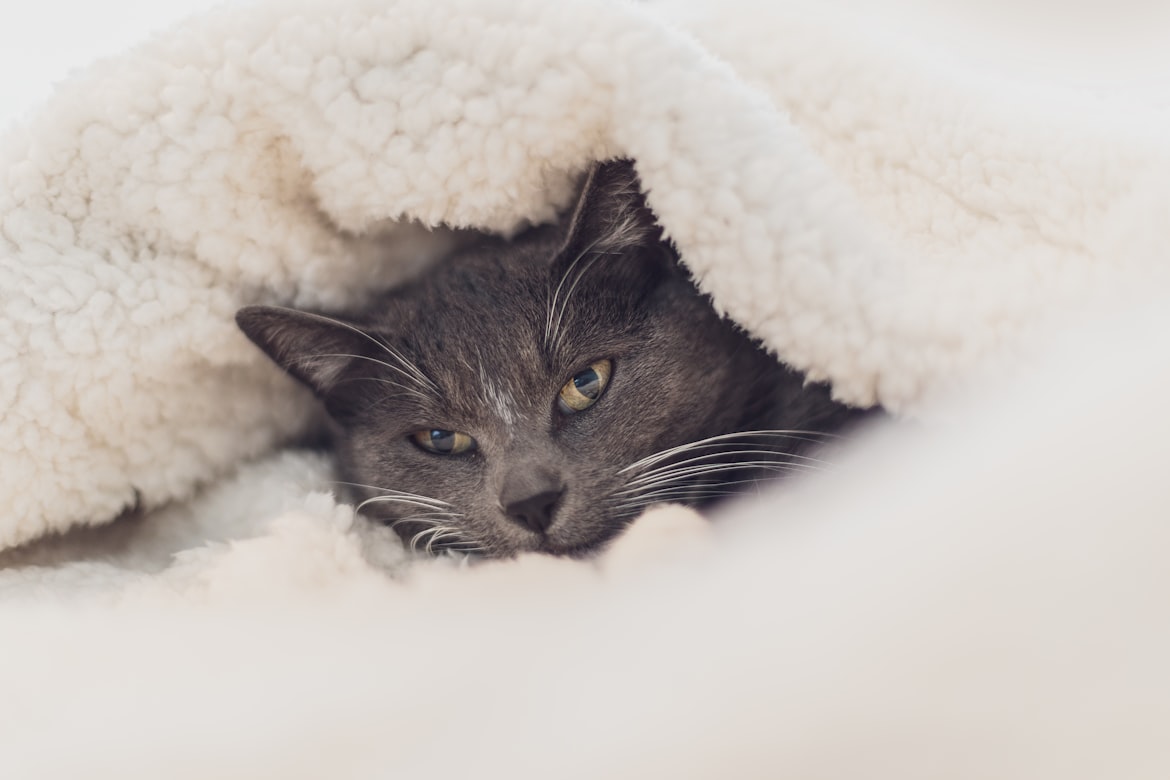 Cómo evacuar con gatos en caso de emergencia - gatito en una bolsa