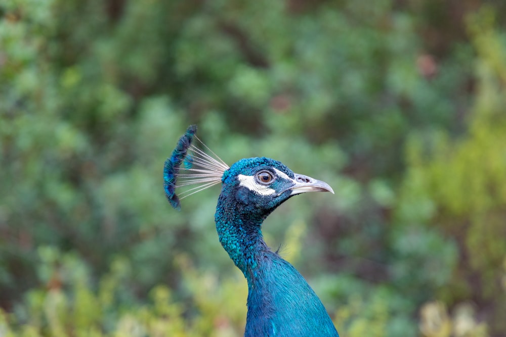 blue pheasant in macro photography