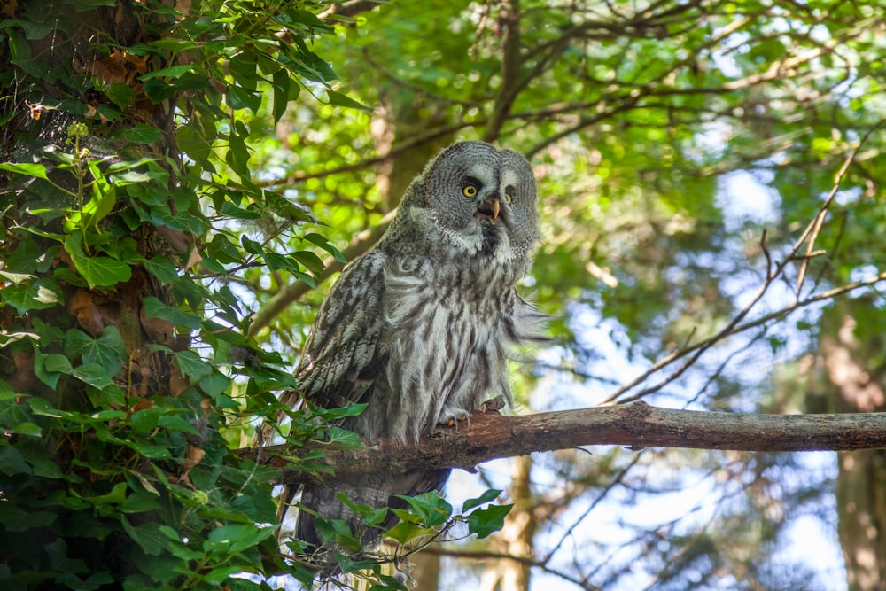 snowy owl