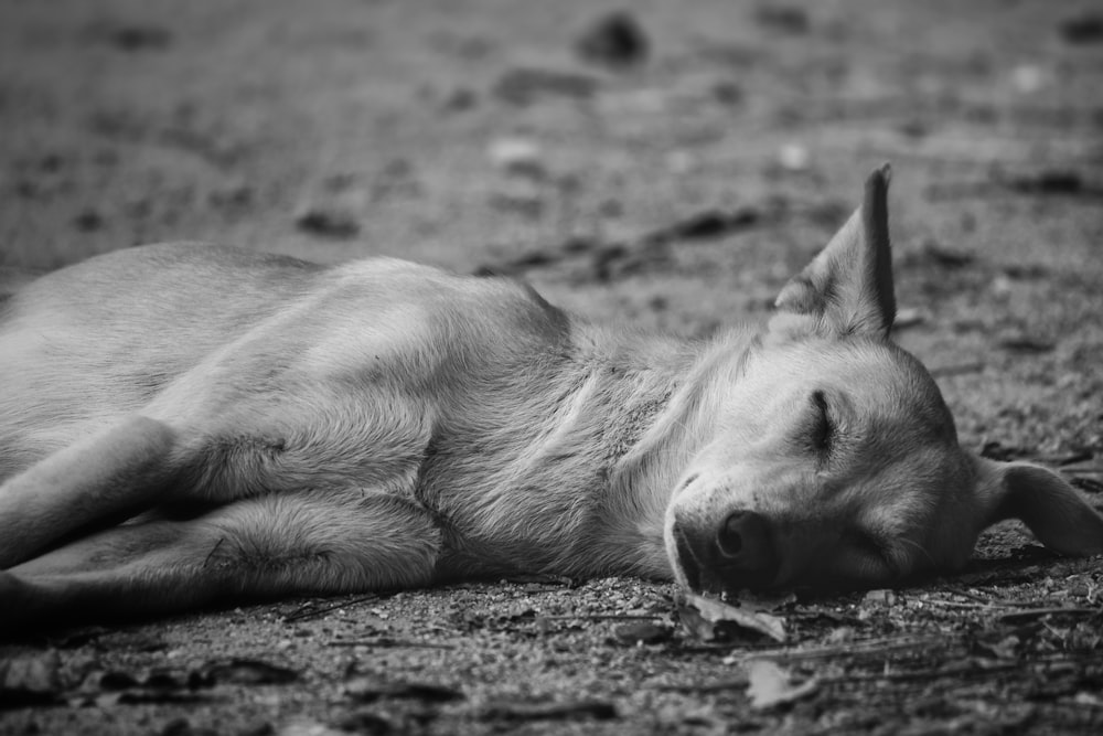 grayscale photography of short-coated dog lying on ground