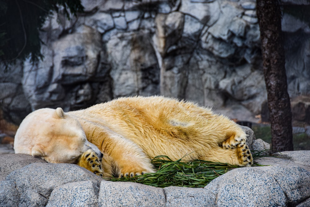 a large white bear laying on top of a pile of grass