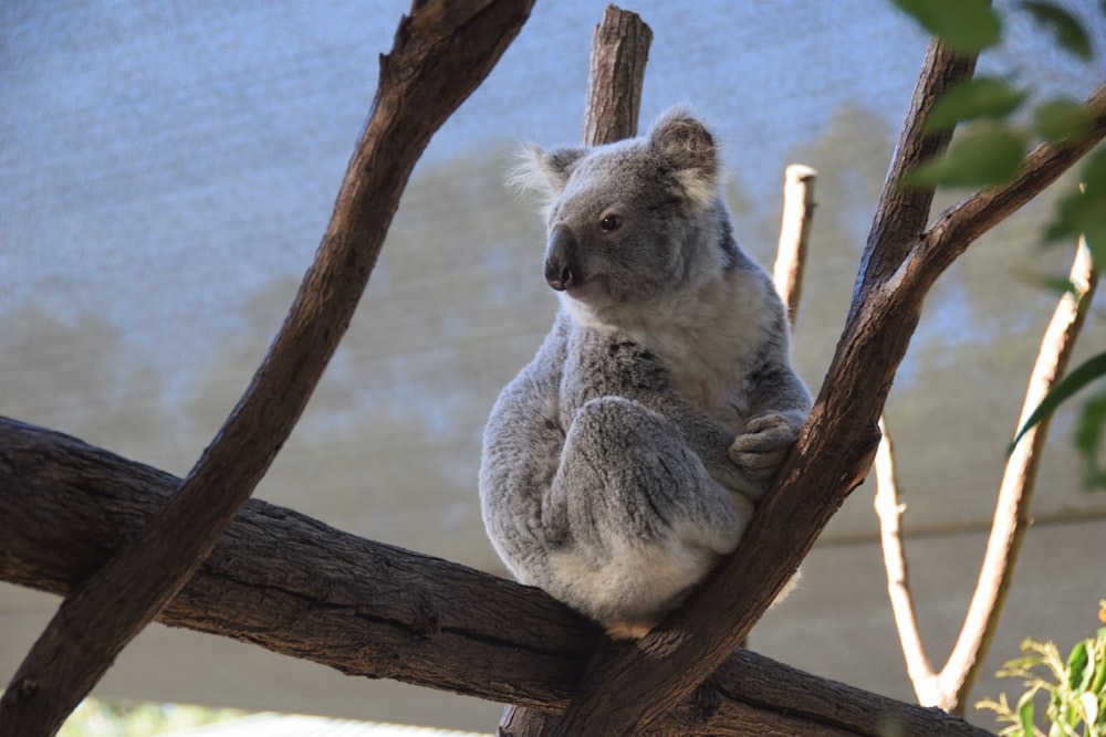 grey and white koala bear photograph