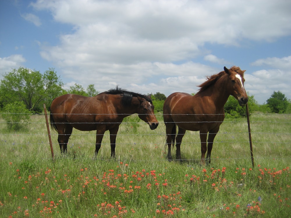 two brown horse photograph