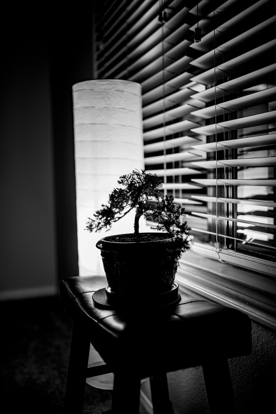 grayscale photography of plant in pot on table