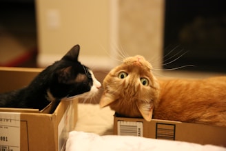 two black and orange cats oncardboard boxes