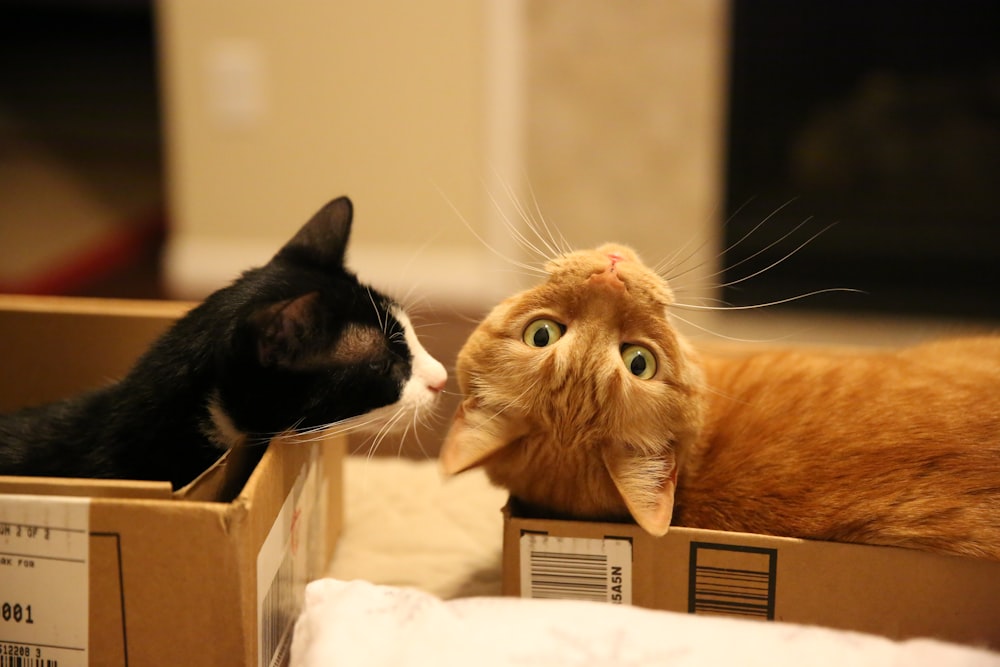 two black and orange cats oncardboard boxes