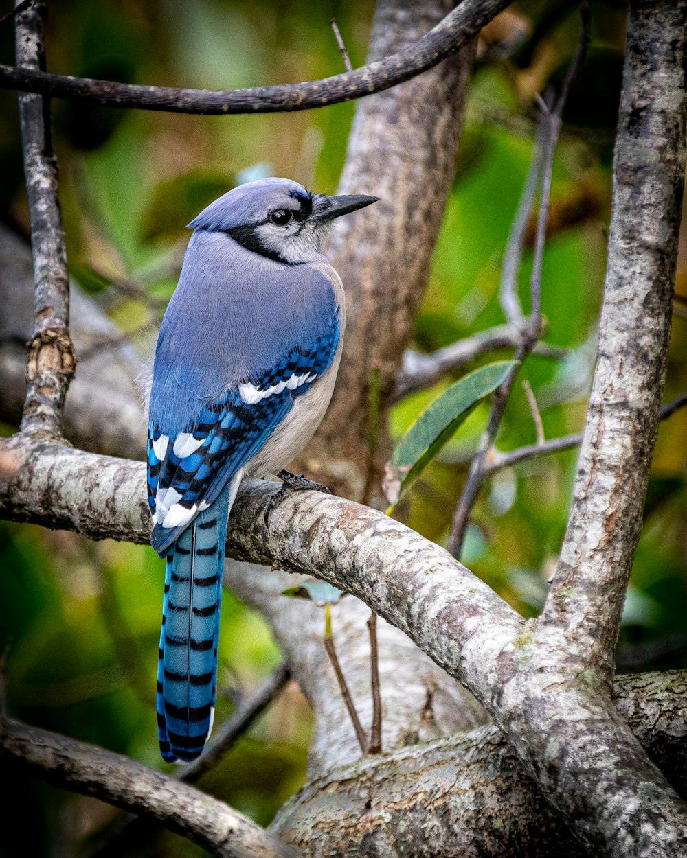 Grauer Vogel tagsüber auf Ast