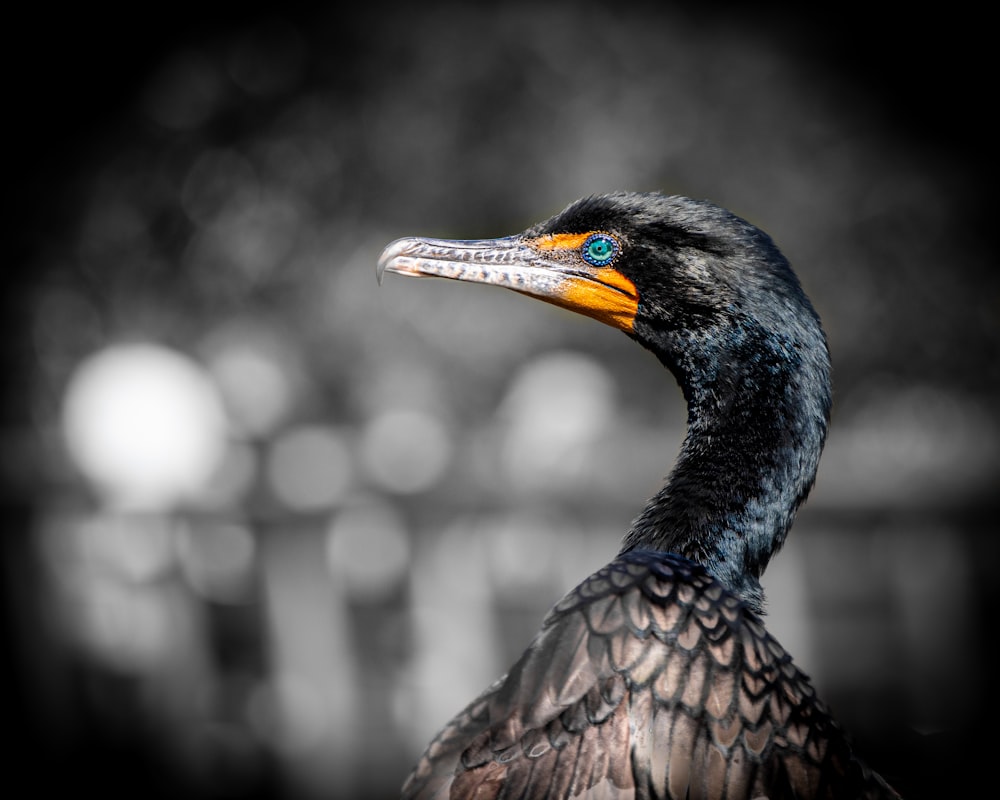 selective focus photo of goose