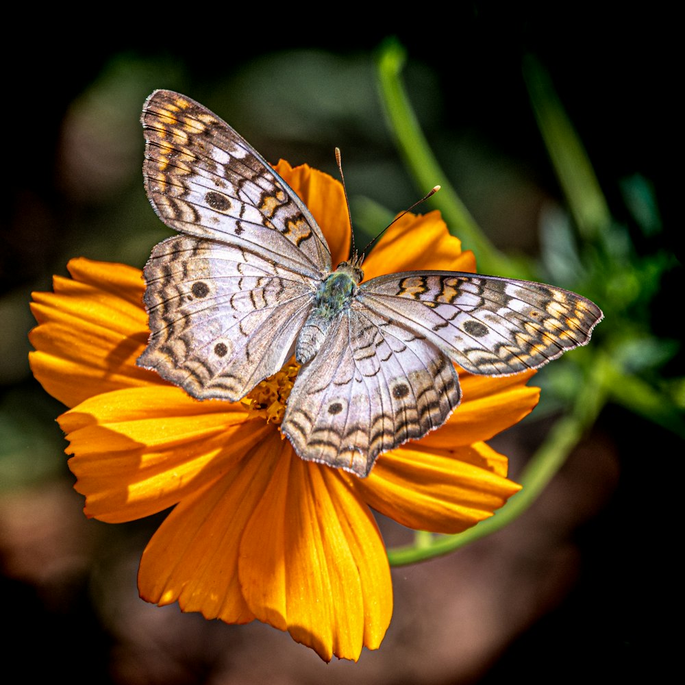 gray butterfly perched on flower