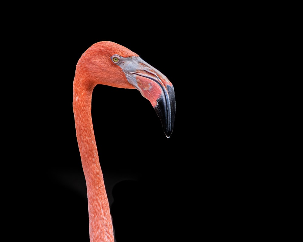 Photographie de flamant rose