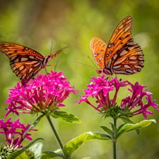 selective focus photography of two brown butterflies on pink flowers