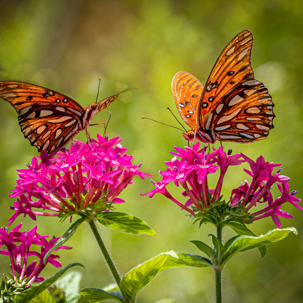fotografia de foco seletivo de duas borboletas marrons em flores cor-de-rosa