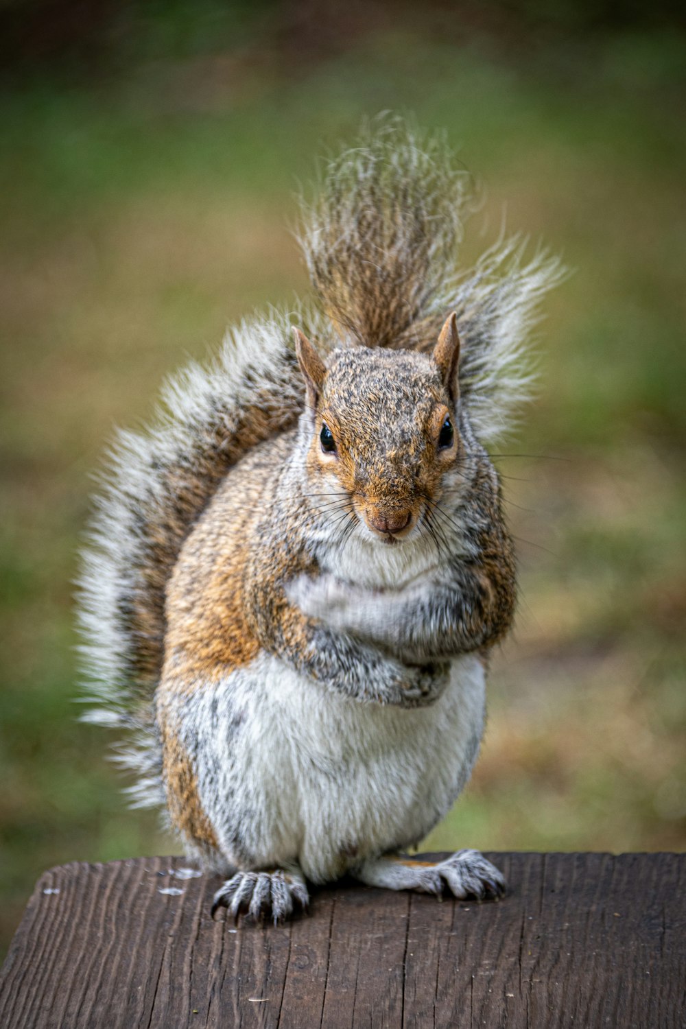 squirrel on wooden surface