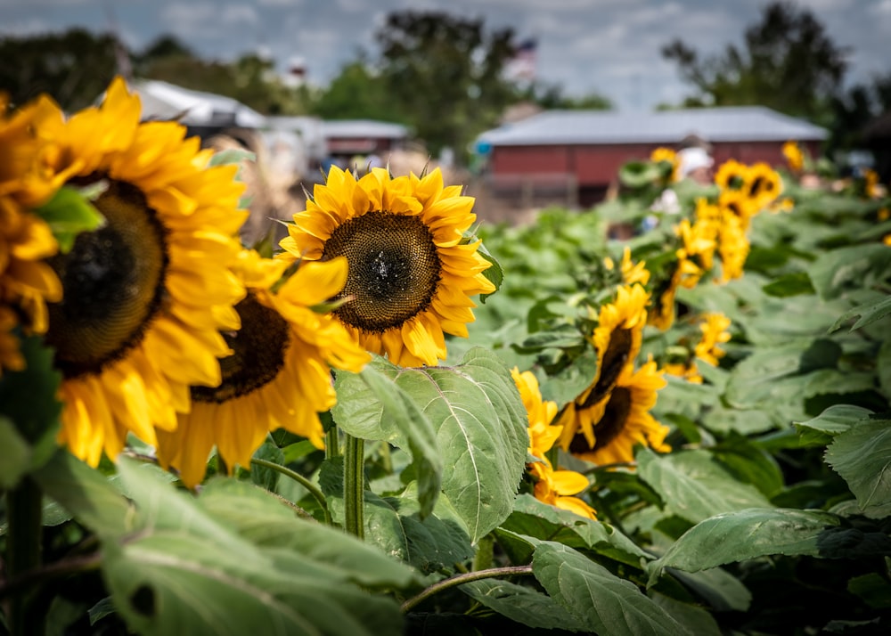 selective focus photography of yellow sunflowers during daytime