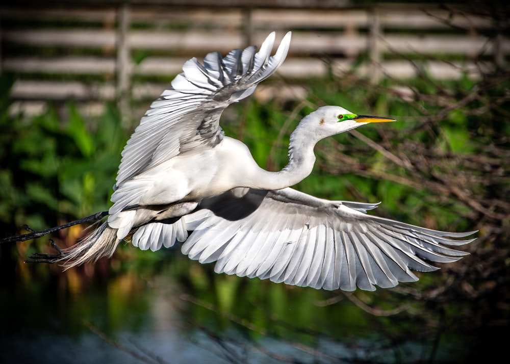 selective focus photography of flying white bird during daytime