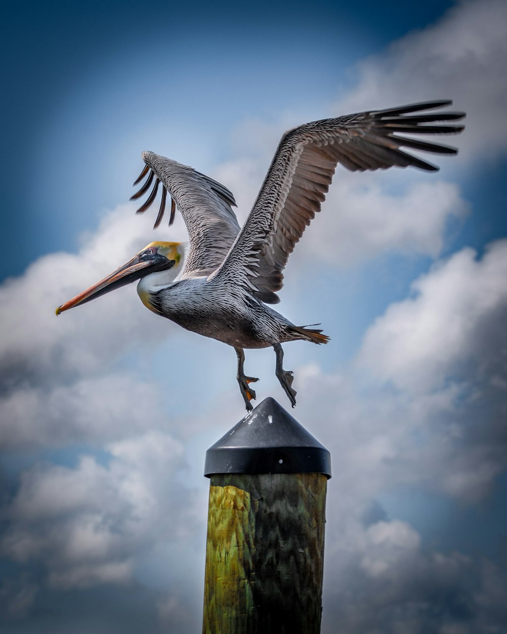 um pelicano está empoleirado em cima de um poste