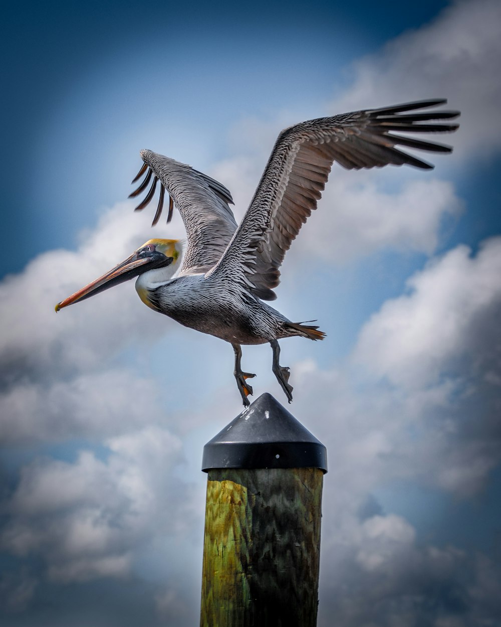 Un pellicano è appollaiato sulla cima di un palo