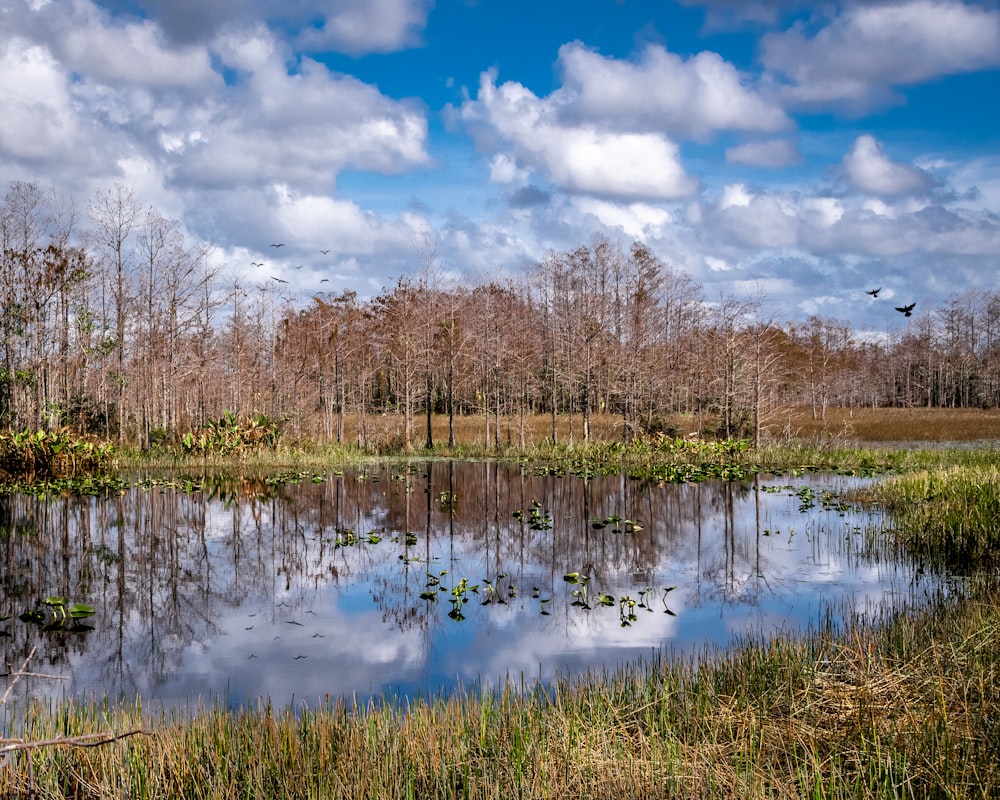 lake beside leafless trees