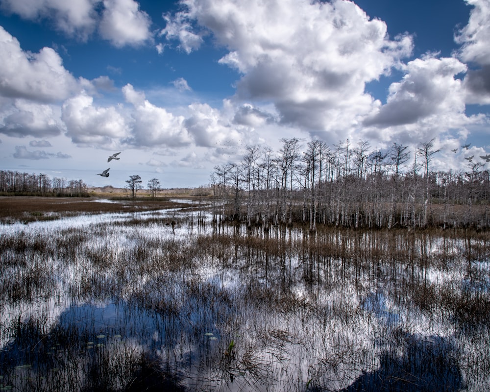 body of water and trees during day