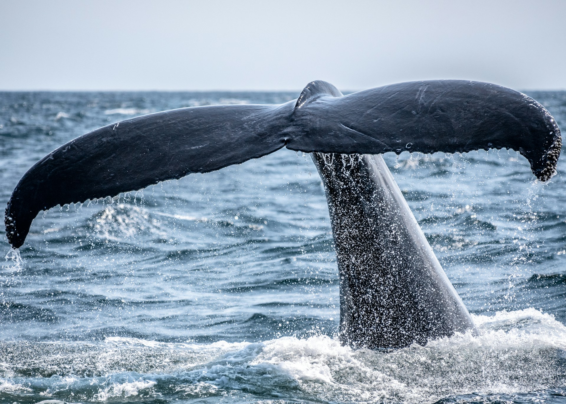 whale's tail sticking out of the ocean during day