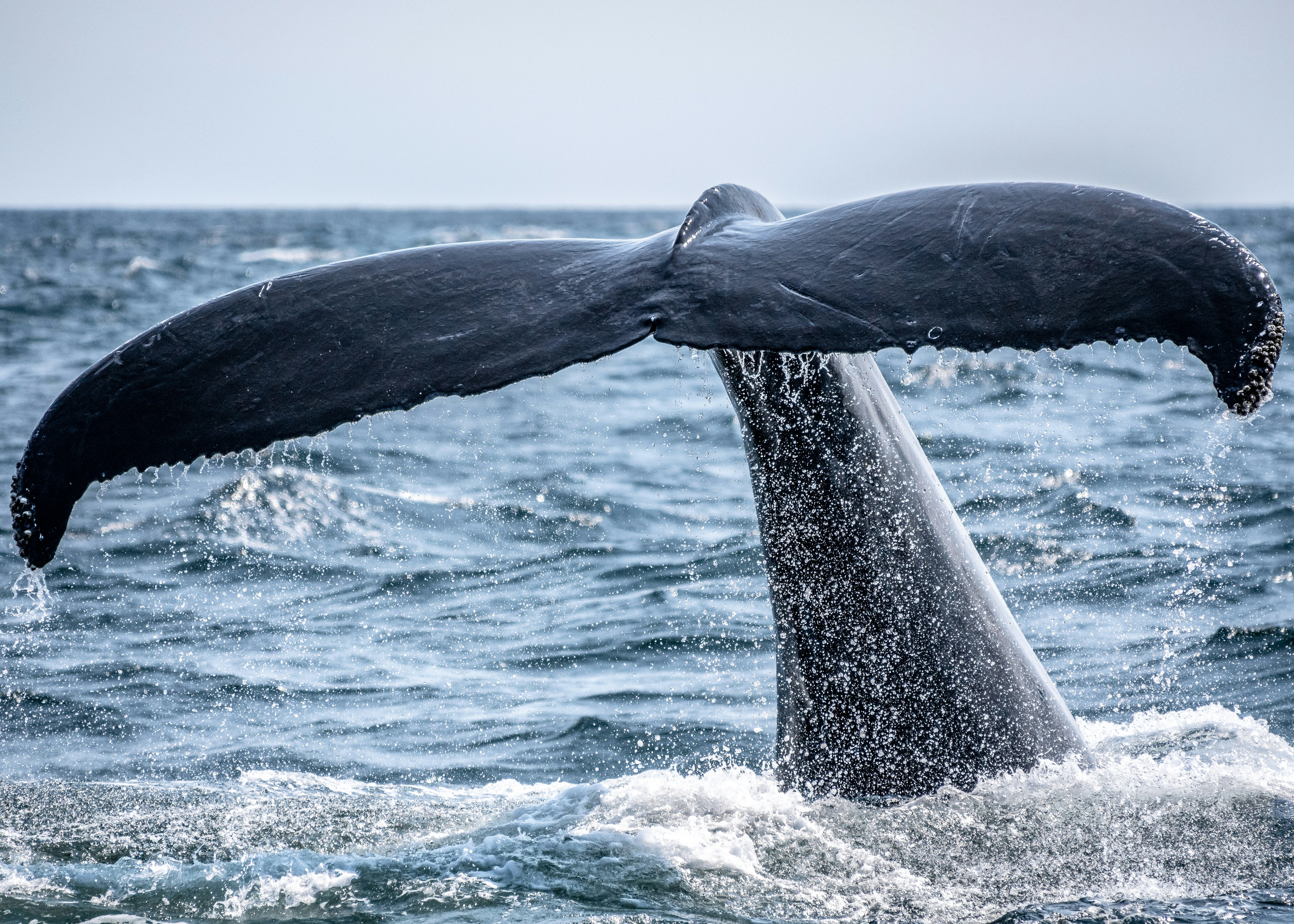 great photo recipe,how to photograph whale's tail sticking out of the ocean during day