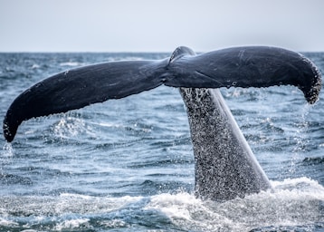 wildlife photography,how to photograph whale's tail sticking out of the ocean during day