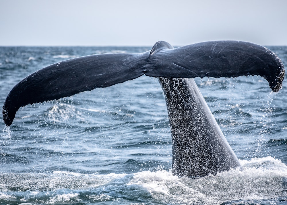 whale's tail sticking out of the ocean during day