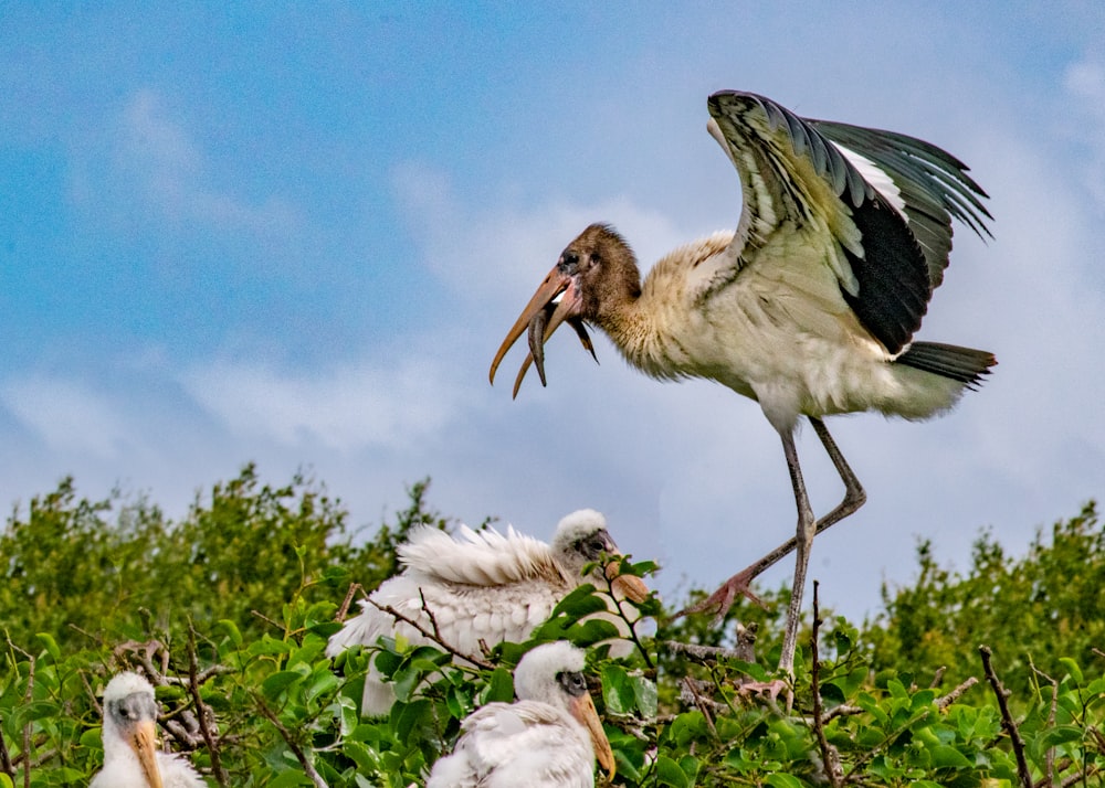 beige and white birds