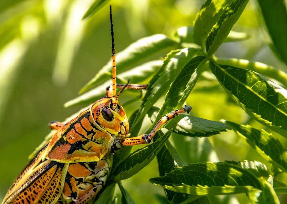 yellow and black grasshopper eating leaves