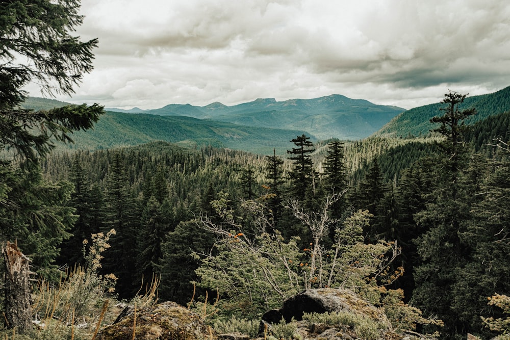 photographie de forêt