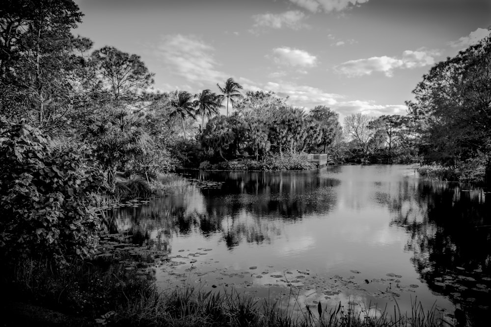 grayscale photo of body of water surrounded with trees