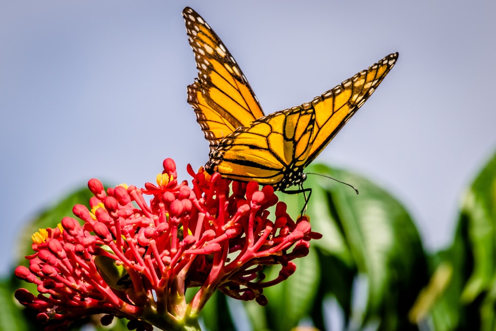 papillon jaune et noir sirotant du nectar sur la fleur