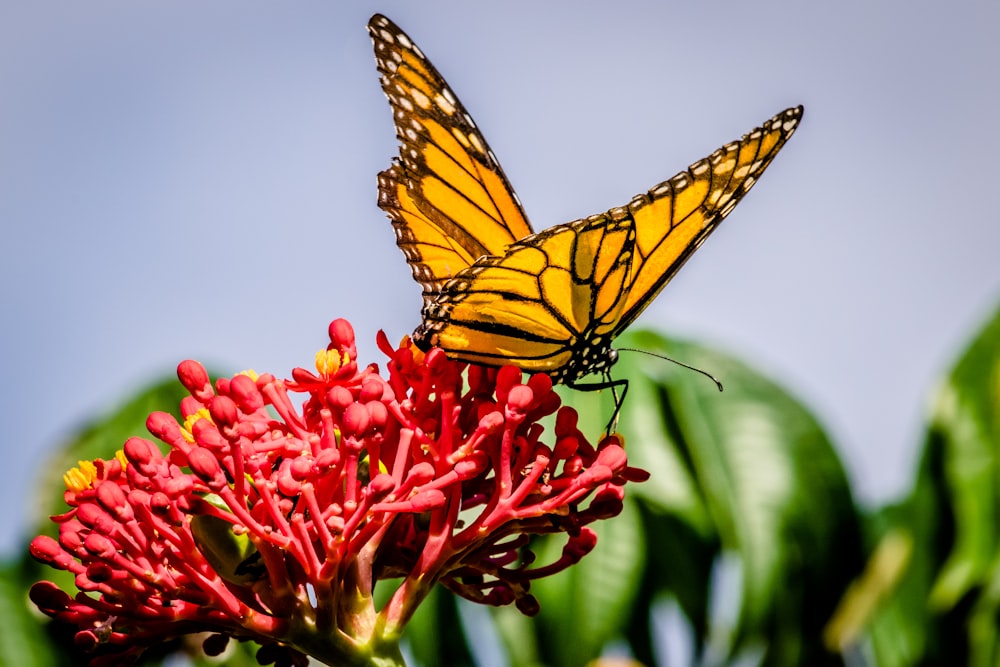 yellow and black butterfly sipping nectar on flower