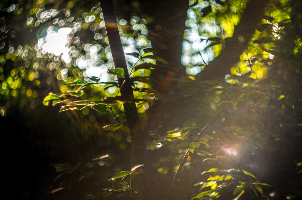 selective focus photography of green-leafed tree