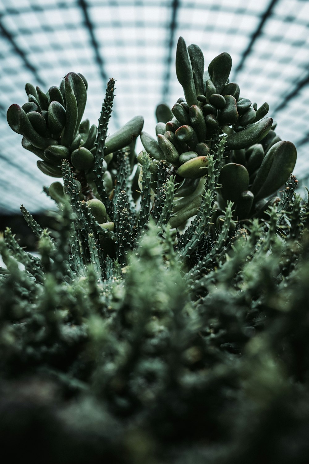 green succulents during daytime