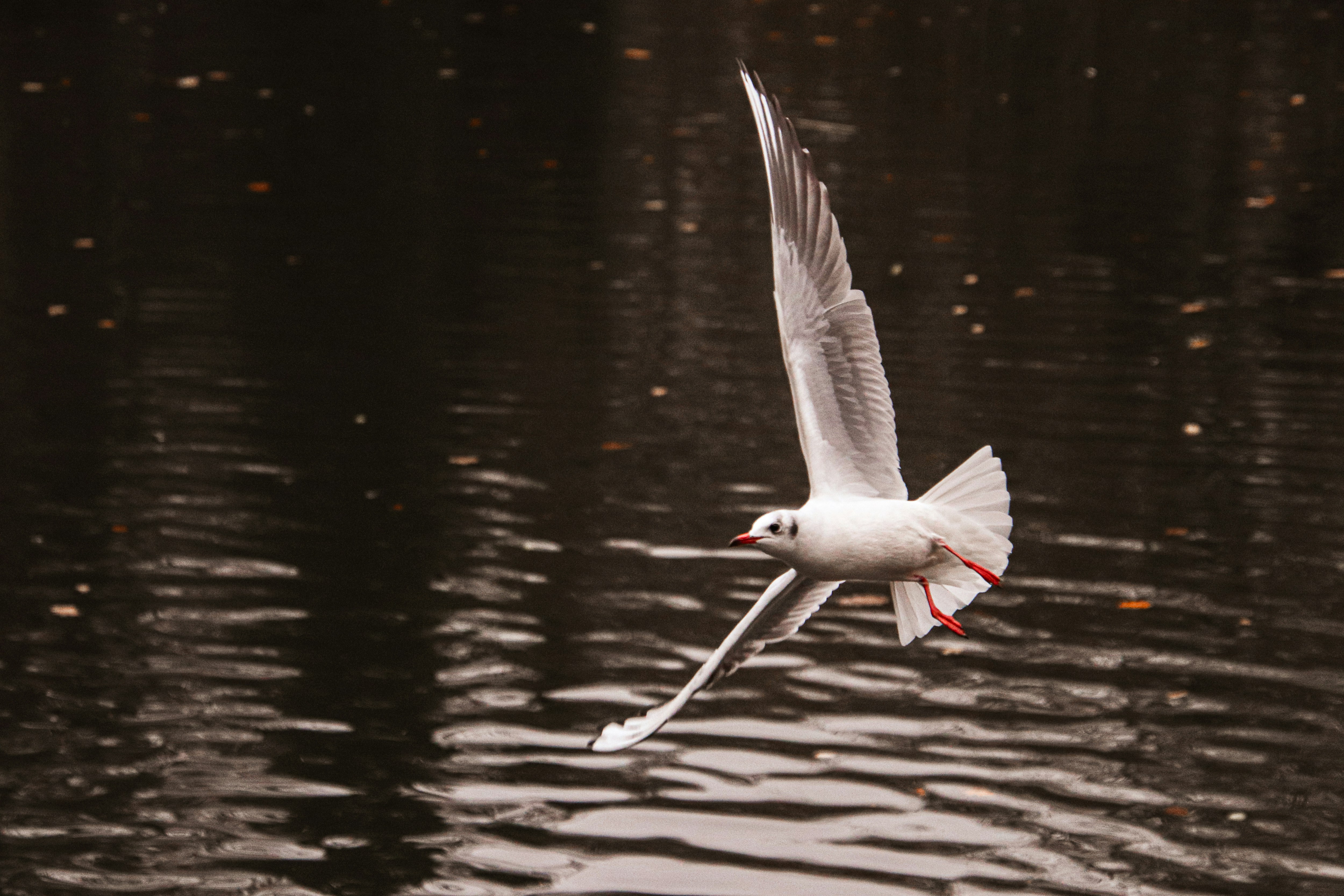 Photo by dc_snapshots