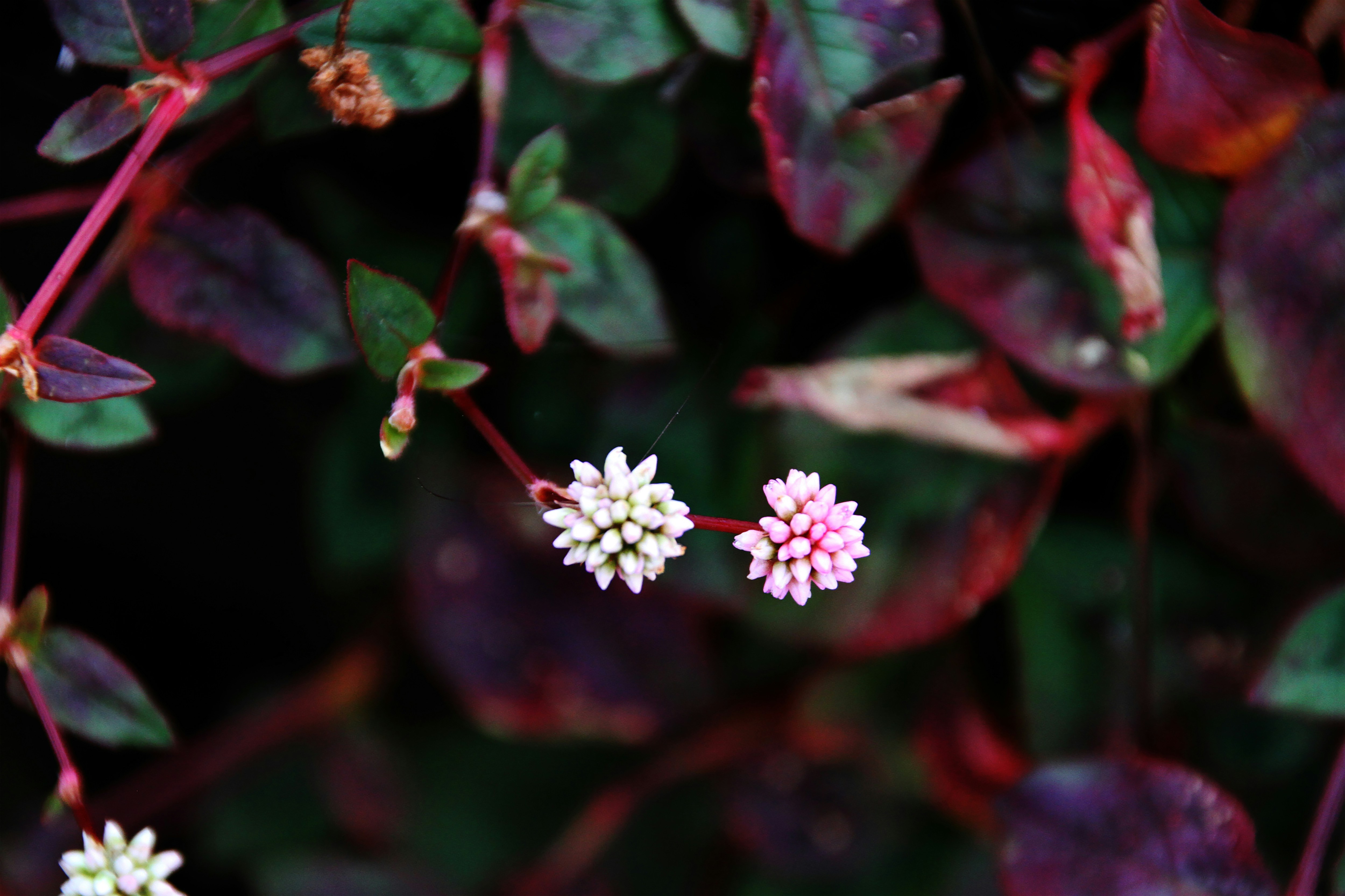 white and pink flowers