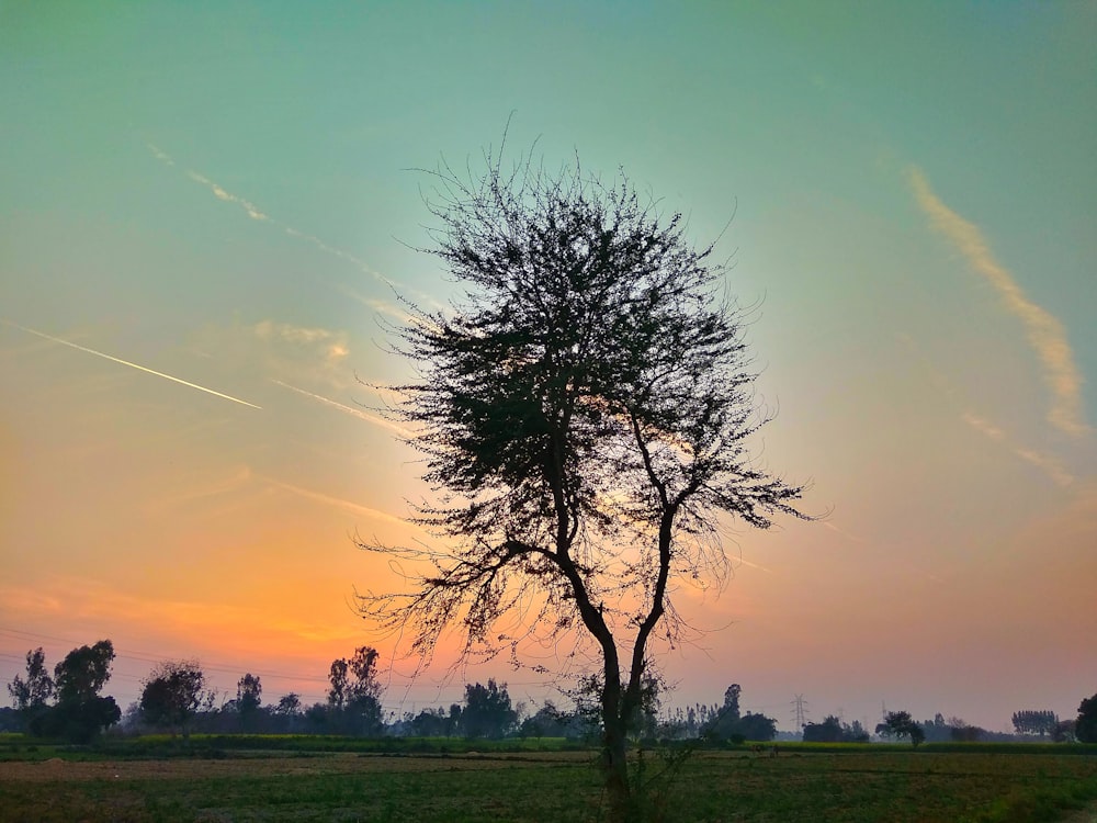 bare tree on green field under blue and orange sky