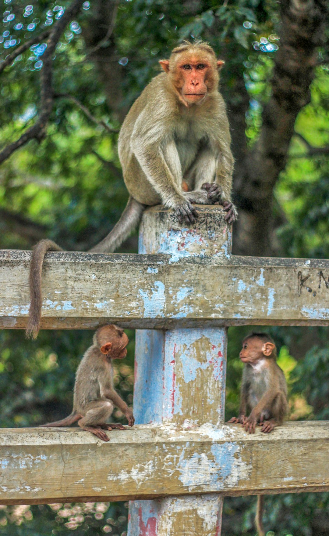 monkey with babies 
