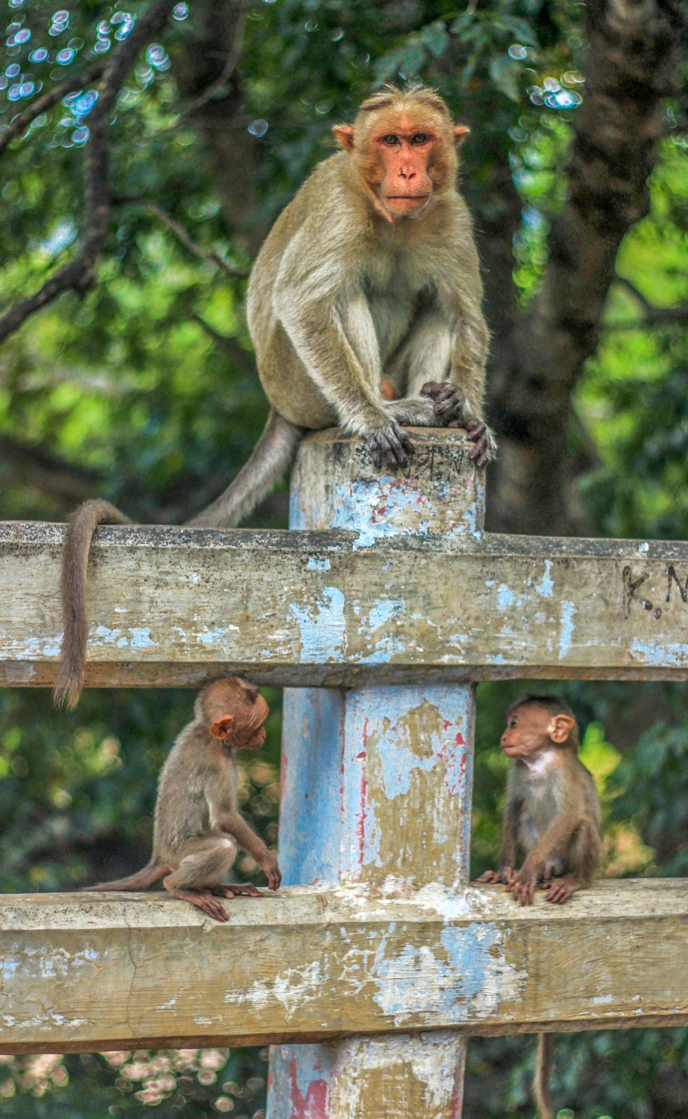 gray monkey on concrete post