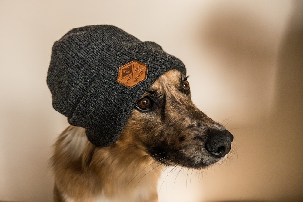 shallow focus photo of long-coated brown dog