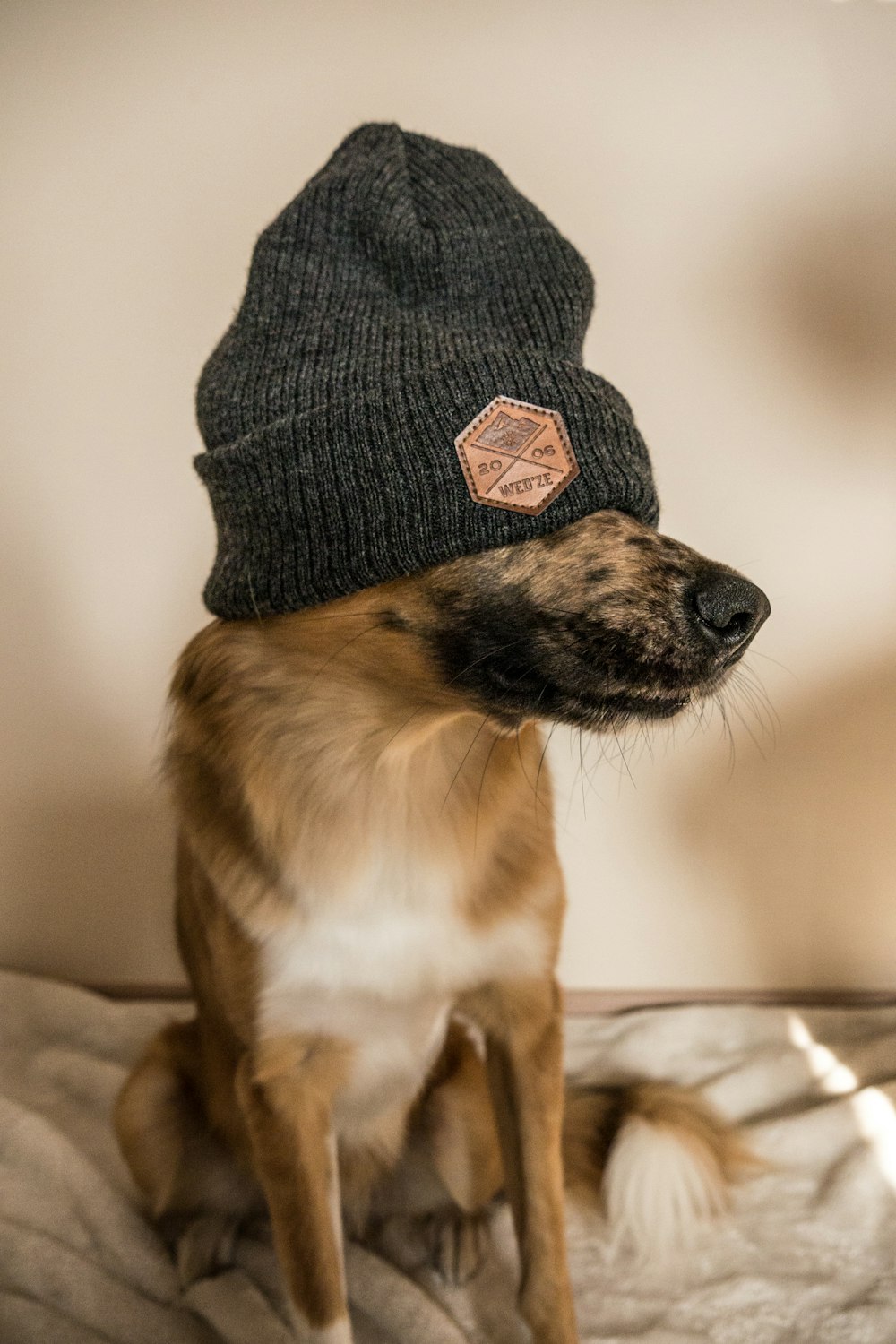 黒いニット帽をかぶったロングコートの犬の浅い焦点写真