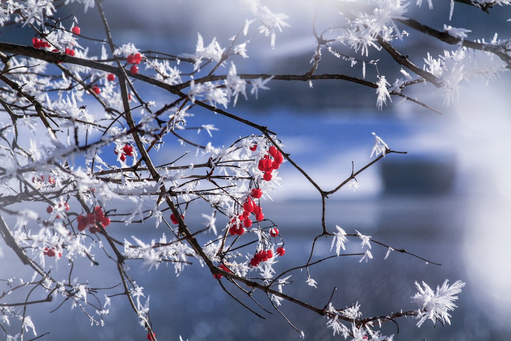 red berry fruits