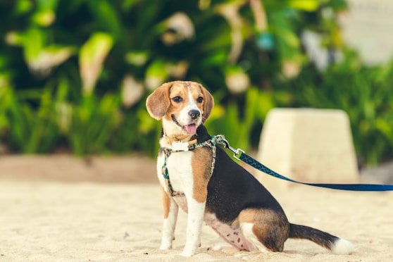 sitting black and tan dog