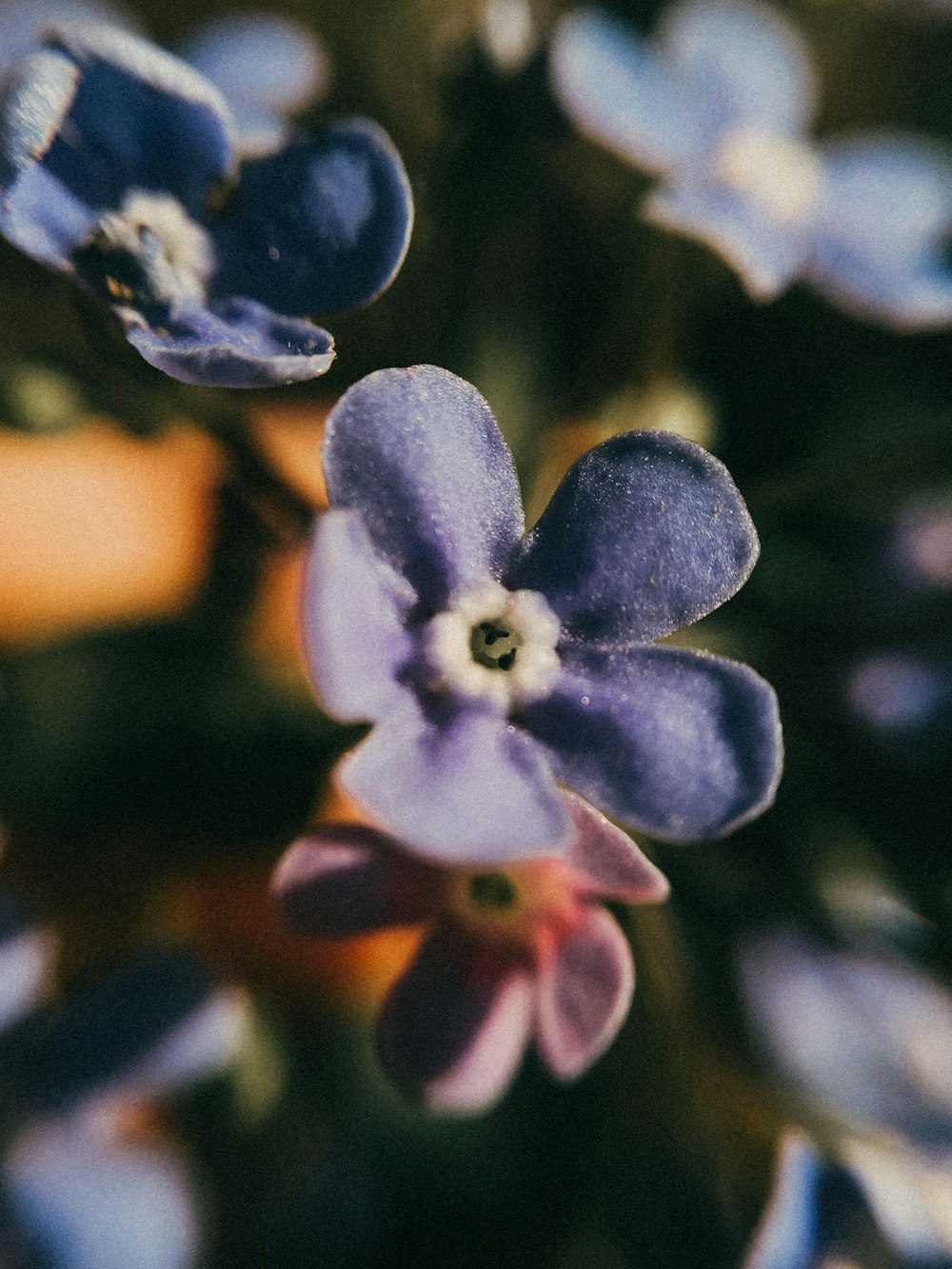 Makrofotografie der blaublättrigen Blume